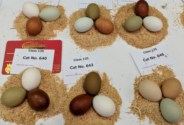 Egg Size And Colour Chart By Chicken Breed Cluckin