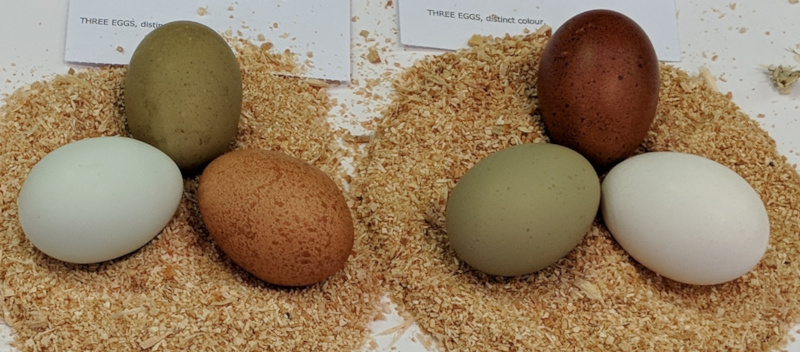 A selection of differntly coloured eggs