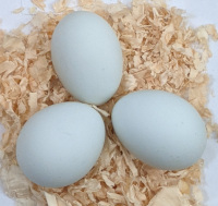 Amerucuana eggs are light blue