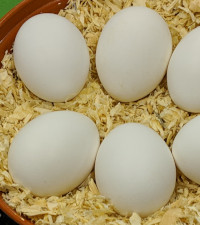 Eggs
                  from ancona chickens.