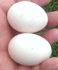 2
                  eggs from andalusian chickens