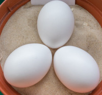 Augsburger chickens eggs