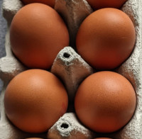 Bovans hybrid eggs