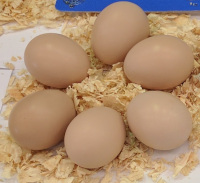 Brahma
                  eggs on display