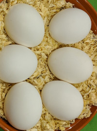 Eggs from campine chickens