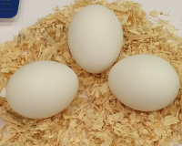 Crevecoeur eggs at a poultry show.