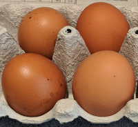 ISA
                  brown hybrid eggs