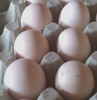 old english pheasant fowl white eggs