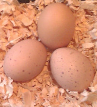 Eggs
                  from my pekins