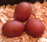 Penedesenca bark brown eggs