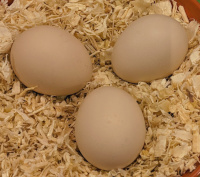 3 polish bantam chicken eggs