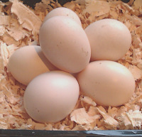 6 eggs from the sebright bantam