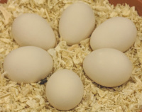 Small white eggs from the sicilian buttercup
                  chicken