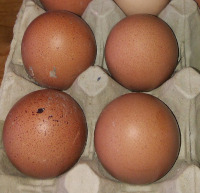 eggs
                  from the speckladt hybrid