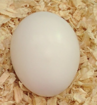 one sumatra chickens egg