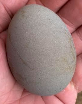 a grey coloured chickens egg