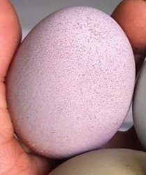 A purple
            looking chickens egg