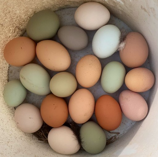 A selection of multi coloured eggs.