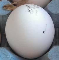 Alsterier egg