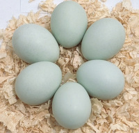 Arucuana eggs