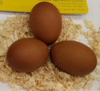 Beautiful chestnut brown barnevelder eggs