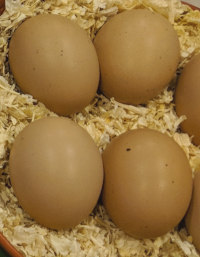 Eggs from cochin chickens