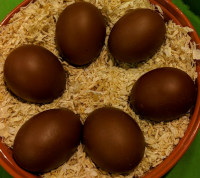 Really dark brown eggs from marans chickens.