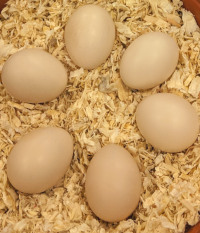 dutch bantam eggs