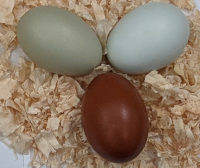 eggs from easter egger chickens can be almost any
                  colour