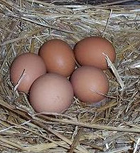6 eggs from my rhode island reds