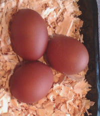 German langshan eggs