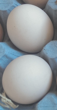 white eggs from lakenvelder chickens