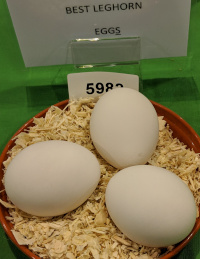 leghorn eggs that won best in show