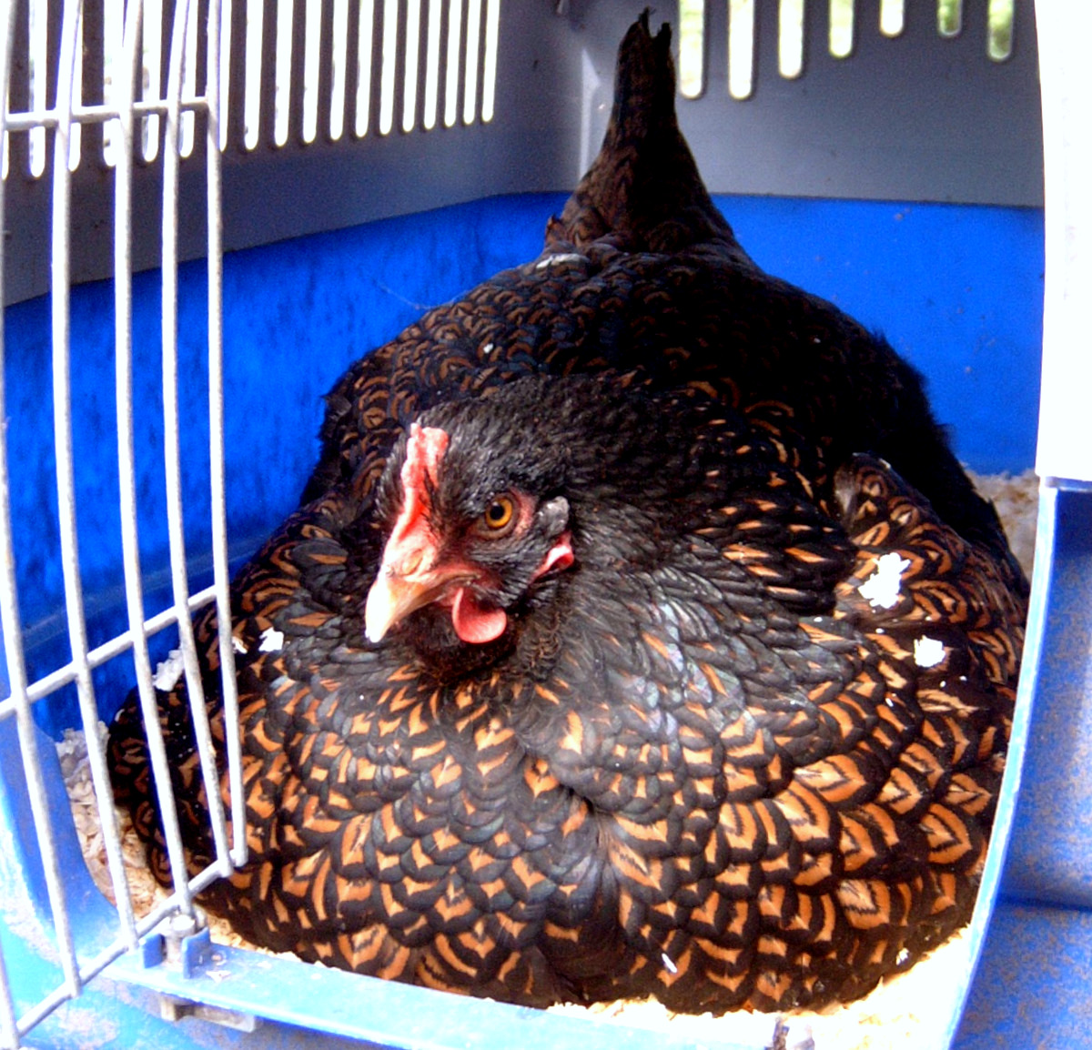 A brooding hen on  a nest with her day old chicks