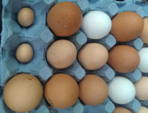 A selection of eggs from my hens with two tiny ones.