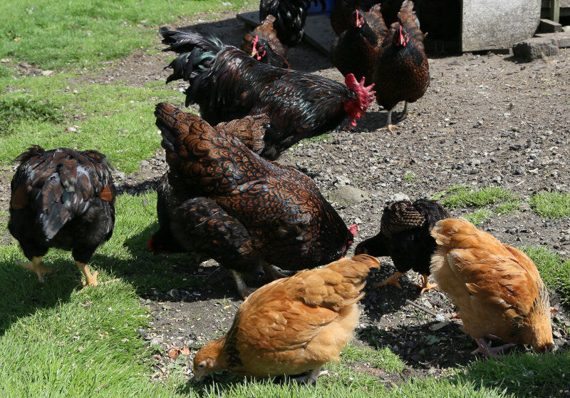 Intergrating Flocks And Adding New Chickens To The Coop - Cluckin