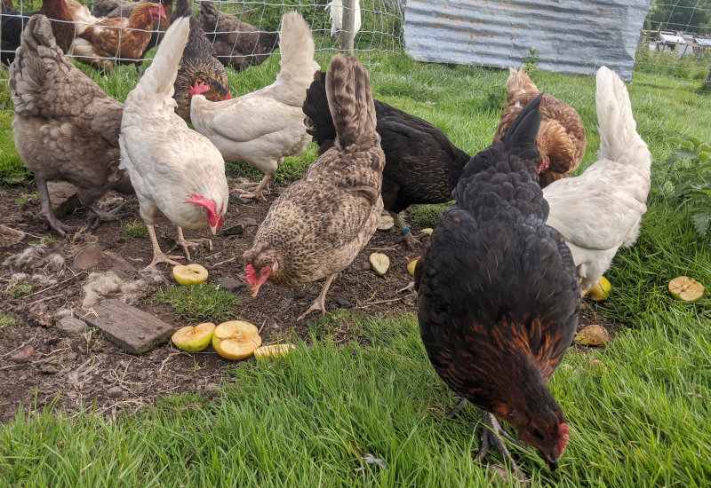 My egg flock getting stuck into left over apples