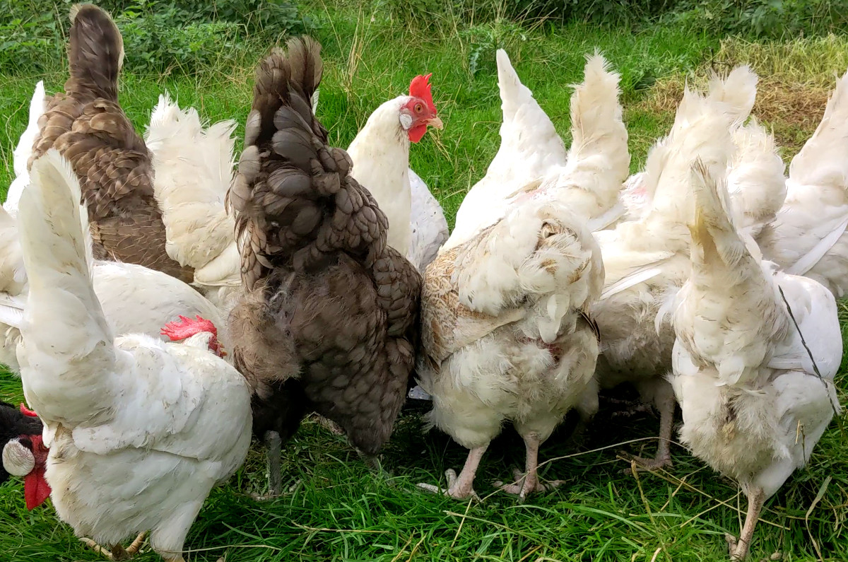 A white leghorn hen with a dirty bottom.