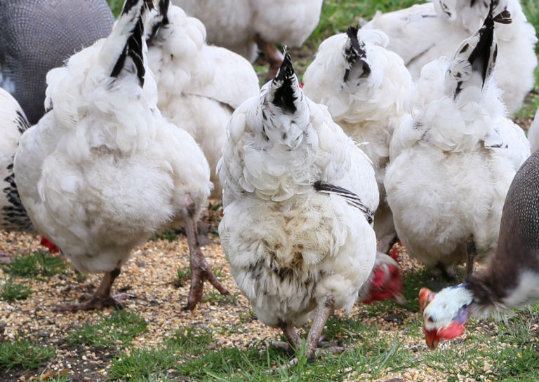 Why do my chickens have dirty bottoms - Cluckin