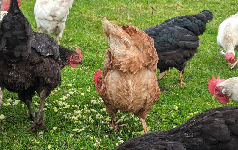 My chickens eating celery. they seem to like the crunch.