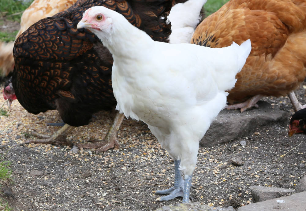 One of my young la bresse chickens free ranging