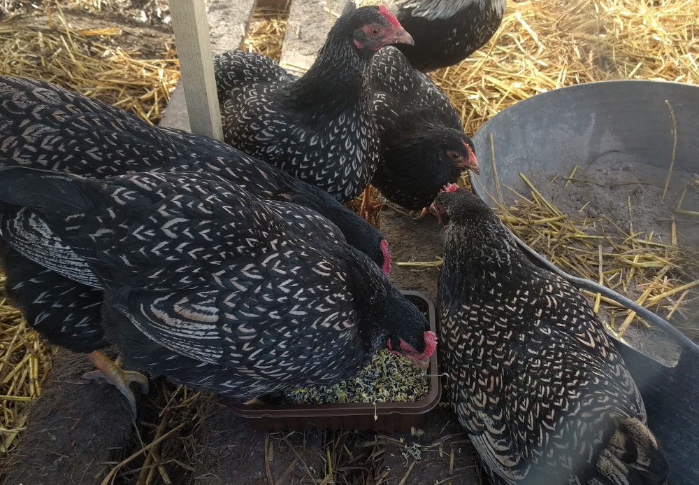 My bantam barnevelders on deep litter