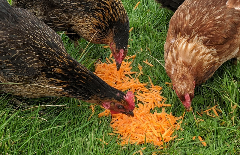Three of my hens eating grated carrot