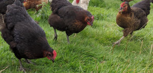 3 of my copper black marans hens free ranging