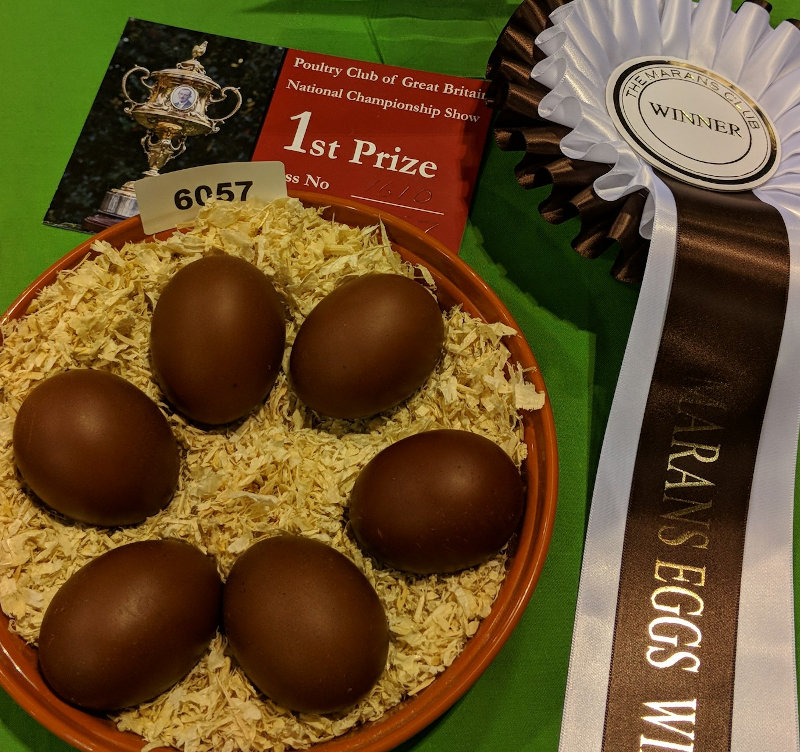 The winning display of marans eggs from the national poultry show