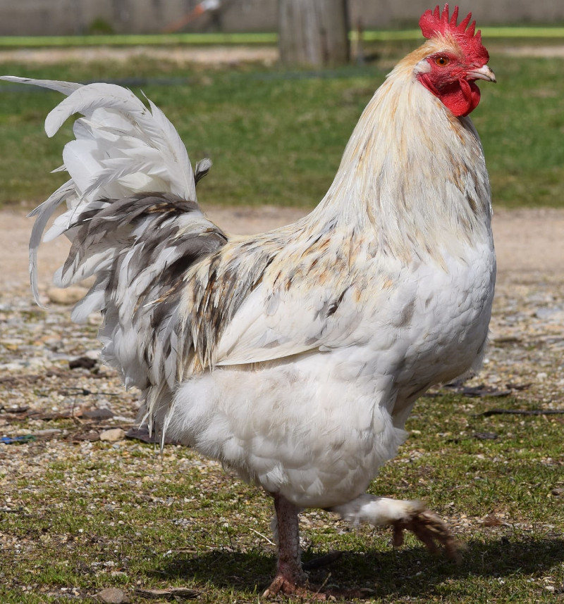 What are the colours and types of Marans chickens