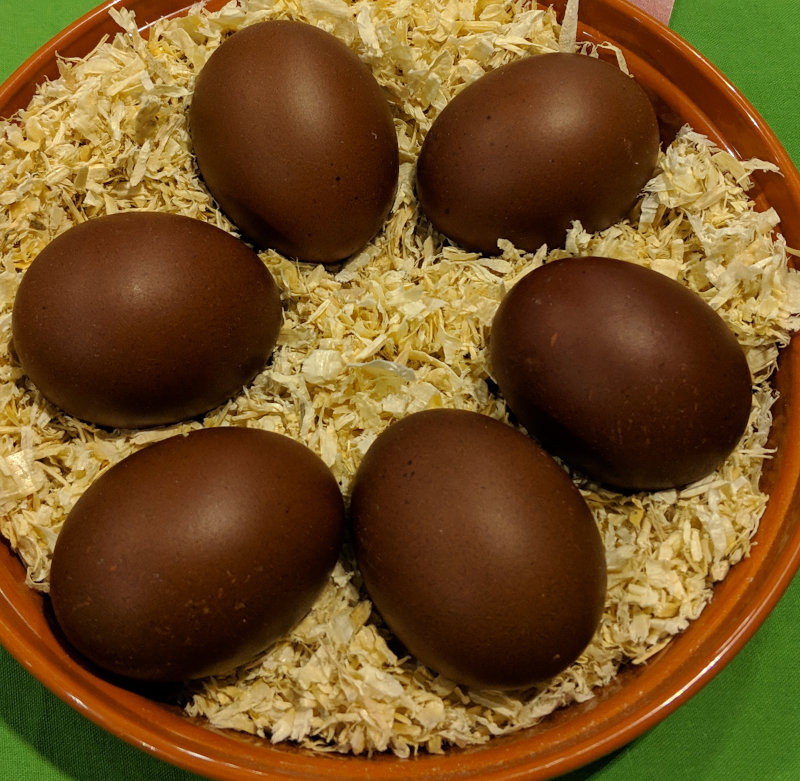 Dark shelled Marans eggs ready for incubation