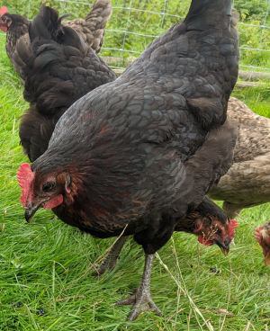A copper blacj marans hen eating treats