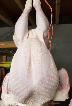A white skinned Marans chicken, plucked and ready to cook
