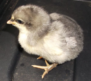 A blue marans chick ready to be sexed